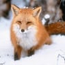 rotfuchs64