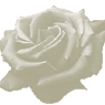 weisserose76