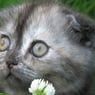 Wiebi
