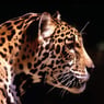 jaguar91