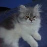 monty2007