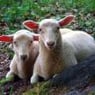 Schaeferin