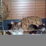 darkmaus6