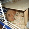 hamsterlady