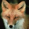 fox1983