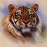 Wildcat7758