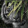 DJBlacktigerde