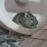Trancemouse