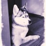 SiberianSadie