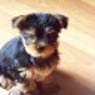 yorkie0815