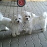 jacky2906