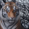 FineTiger