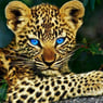 LadyKessy