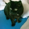 katze312