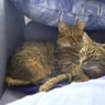 agrigatos