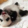 Panda1960