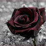 Blackrose90