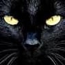 BlackCat02