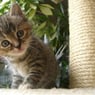 cat1967