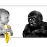 banane1970