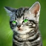 Katzenlady