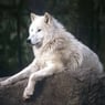 whitewolf86
