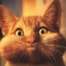 miauschnurrr