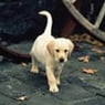 Engel1998