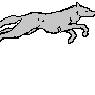 grauerwolf58
