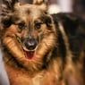 Samuraj
