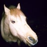 leonistern