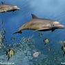 Delphin1962