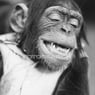 schimpase