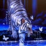 MrTiger2