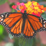 Butterfly341