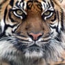 TheTiger76