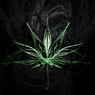 Wyk420