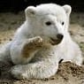 Icebear2009
