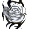 Rosa015