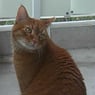 Garfield66