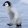 Pinguin301