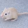 squeek35