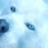 fuwolf