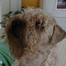 Bailey01