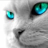 stubenkatze