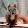 Squirrelpuschel