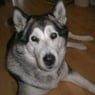 Cheyenne2008