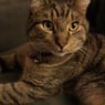 catsangel