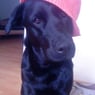 loona2010
