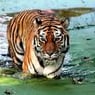 tiger6673